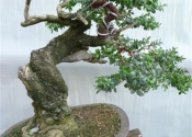 buxus 004