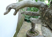buxus 008