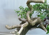 buxus 009