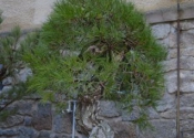 densiflora 005.jpg