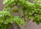 DSC_5146.jpg